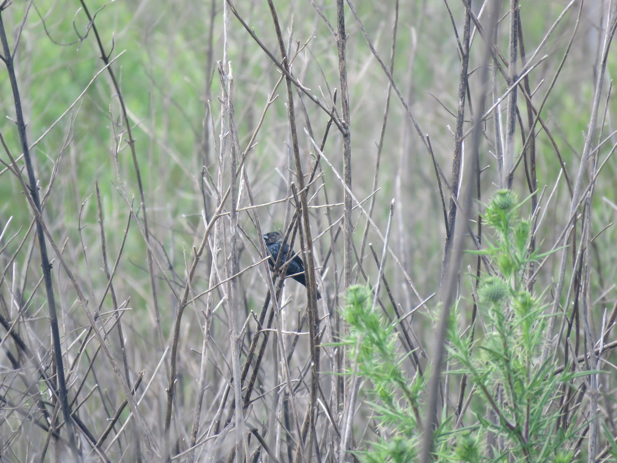 Якарина - ML644261878