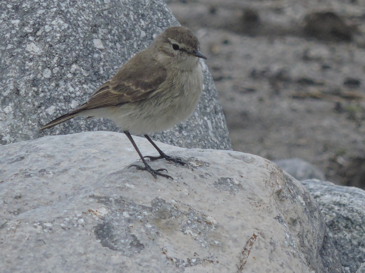 Spot-billed Ground-Tyrant - ML644261881