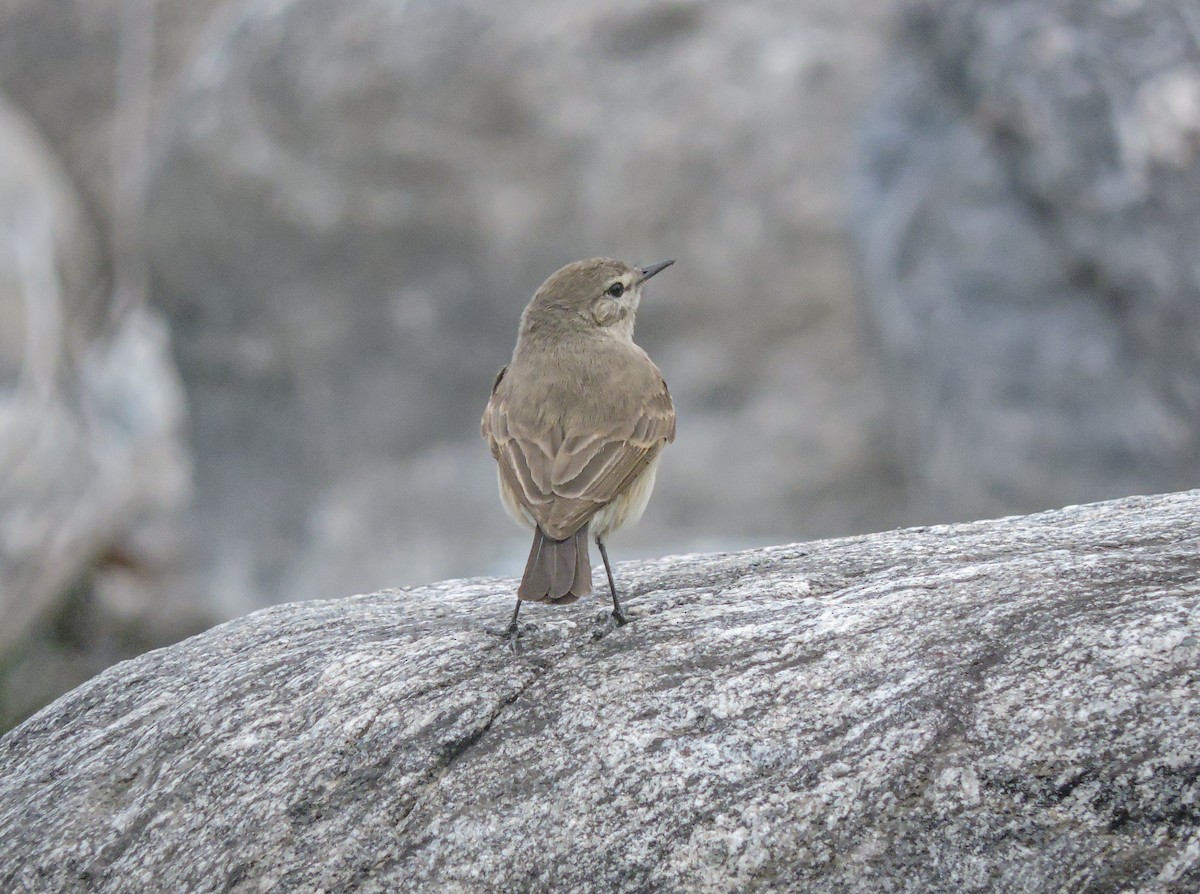 Spot-billed Ground-Tyrant - ML644261882
