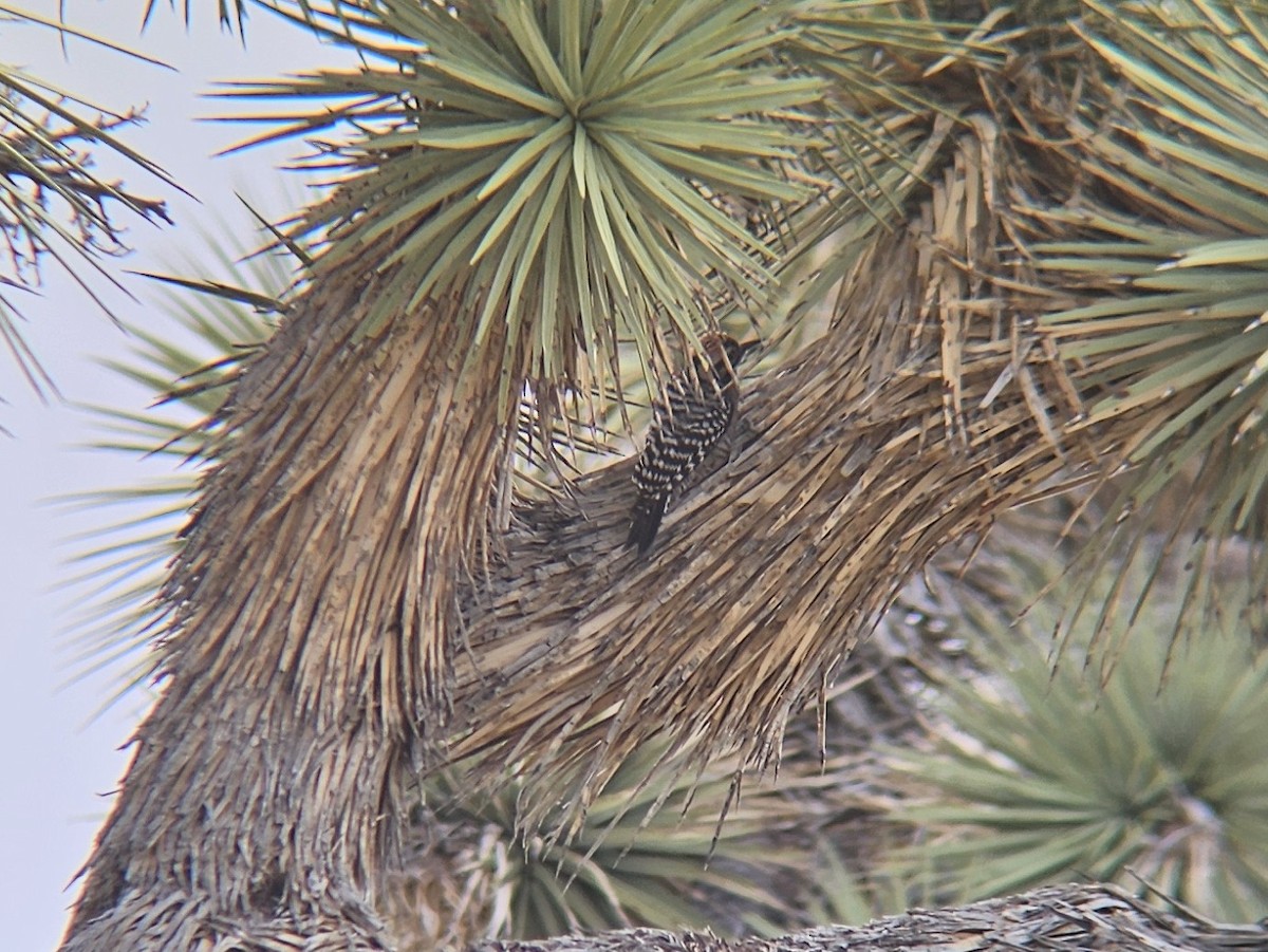 Ladder-backed Woodpecker - ML644261883