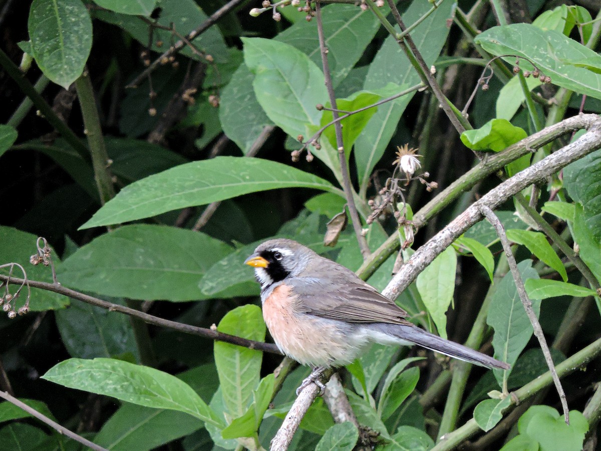 Saltator du Chaco - ML644261885