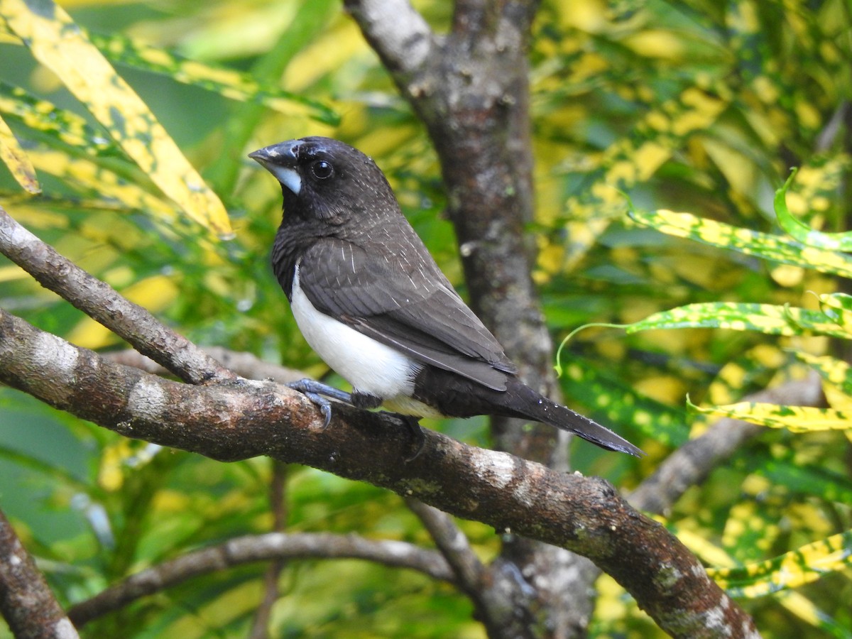 White-rumped Munia - ML644261895