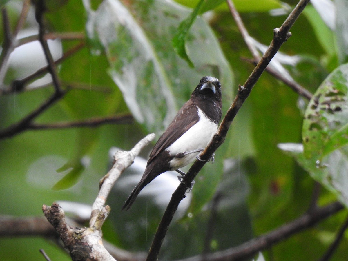 White-rumped Munia - ML644261896