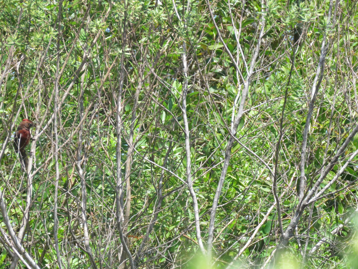 Araguira rougeâtre - ML644261897