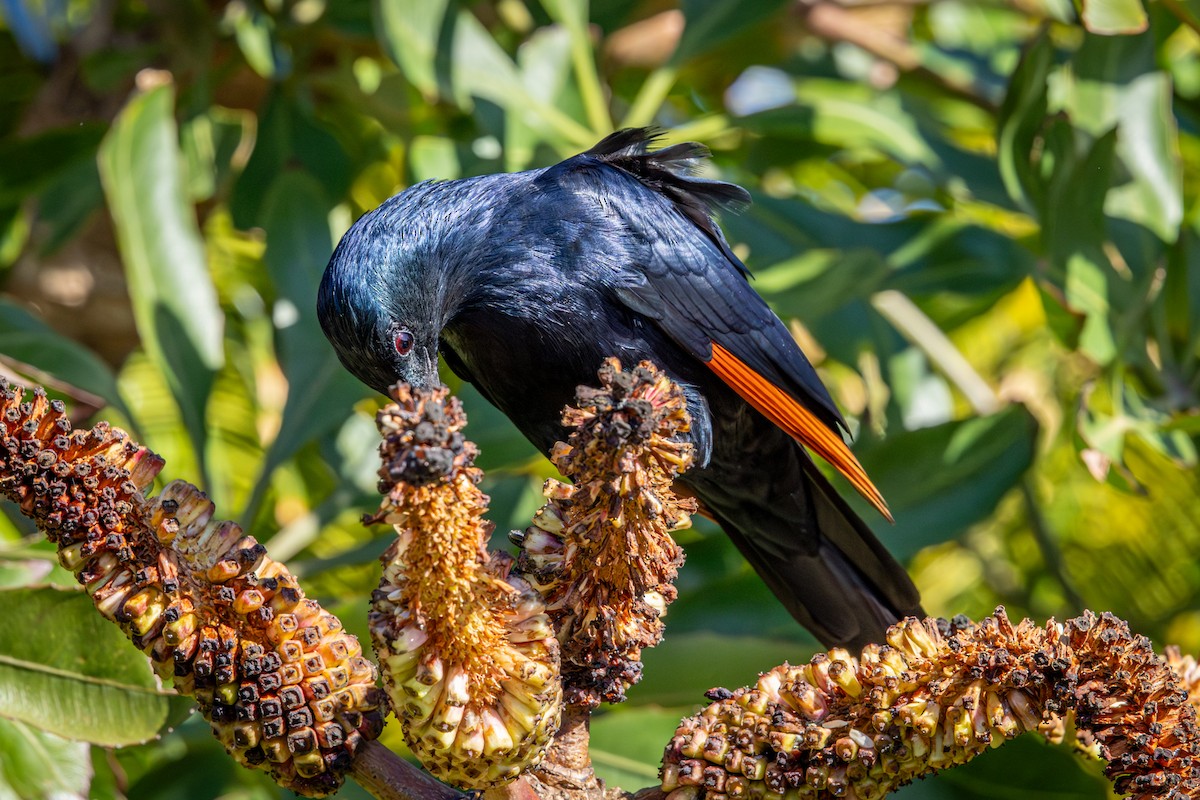 Kızılkanat - ML644261915