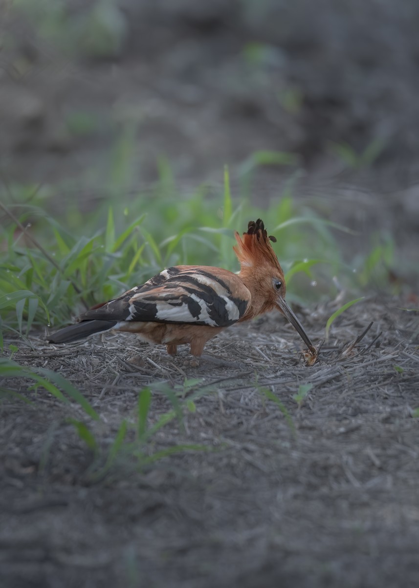 Common Hoopoe - ML644261938