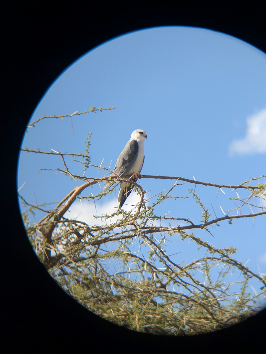 Black-winged Kite - ML644261957