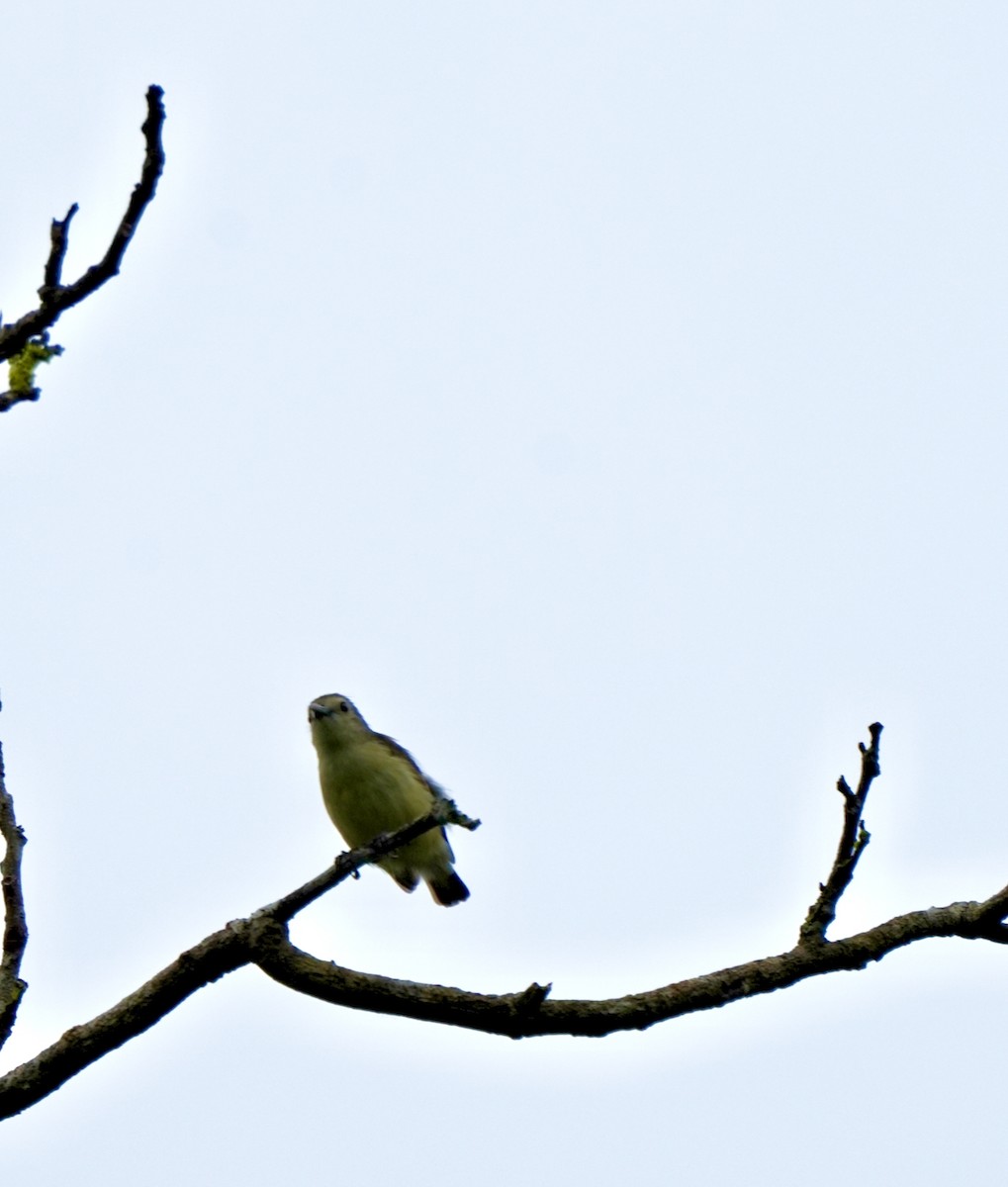 Nilgiri Flowerpecker - ML644261960