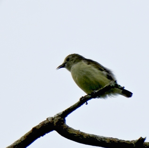 Nilgiri Flowerpecker - ML644261961