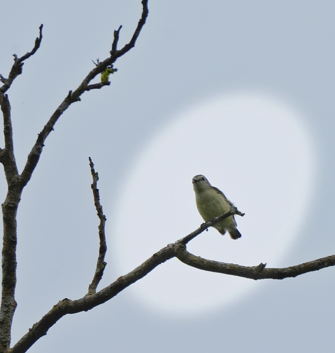 Nilgiri Flowerpecker - ML644261962