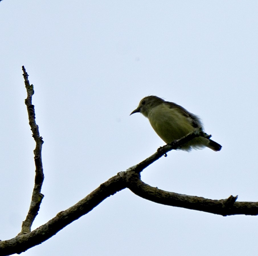 Nilgiri Flowerpecker - ML644261963