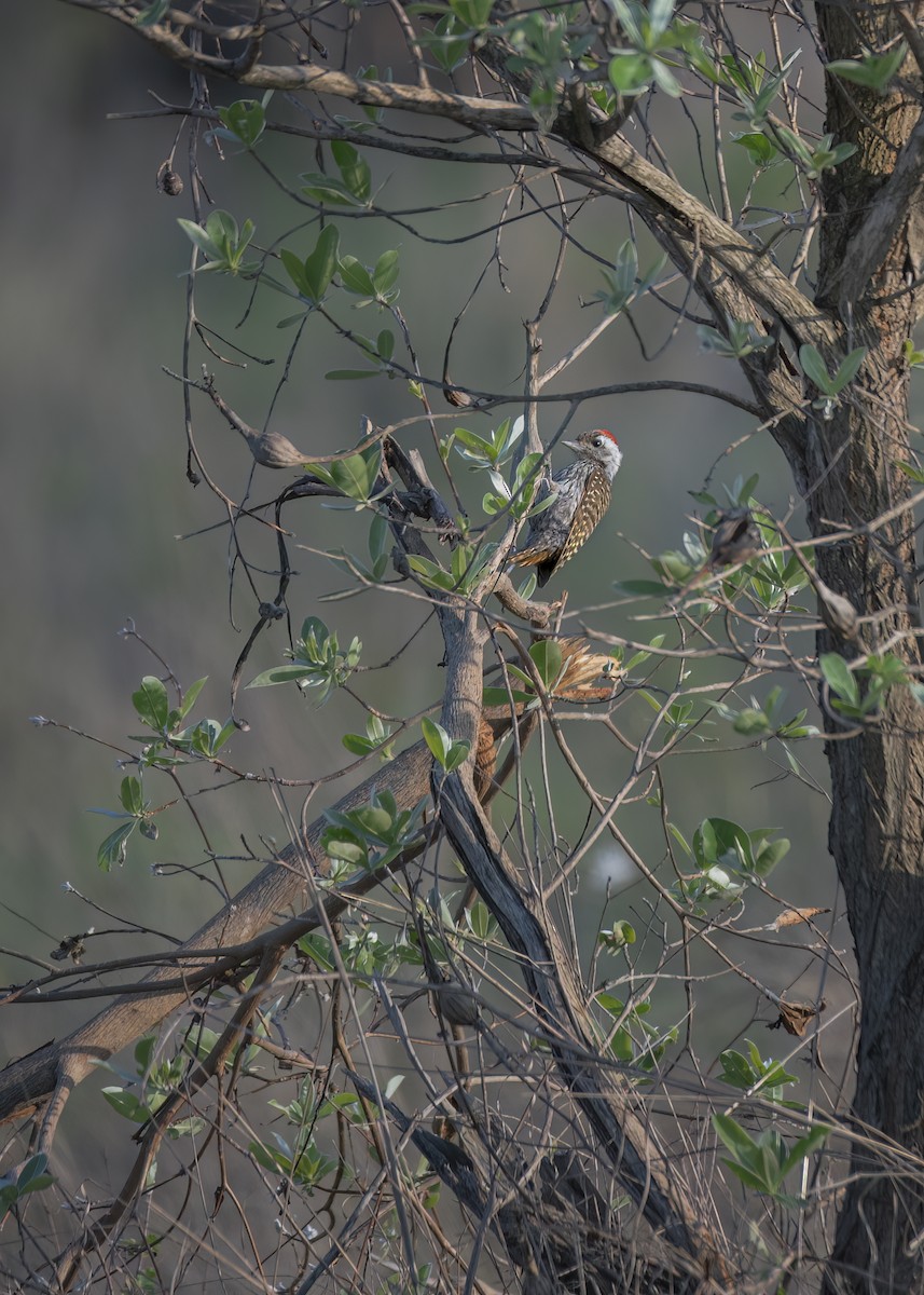 Cardinal Woodpecker - ML644261974