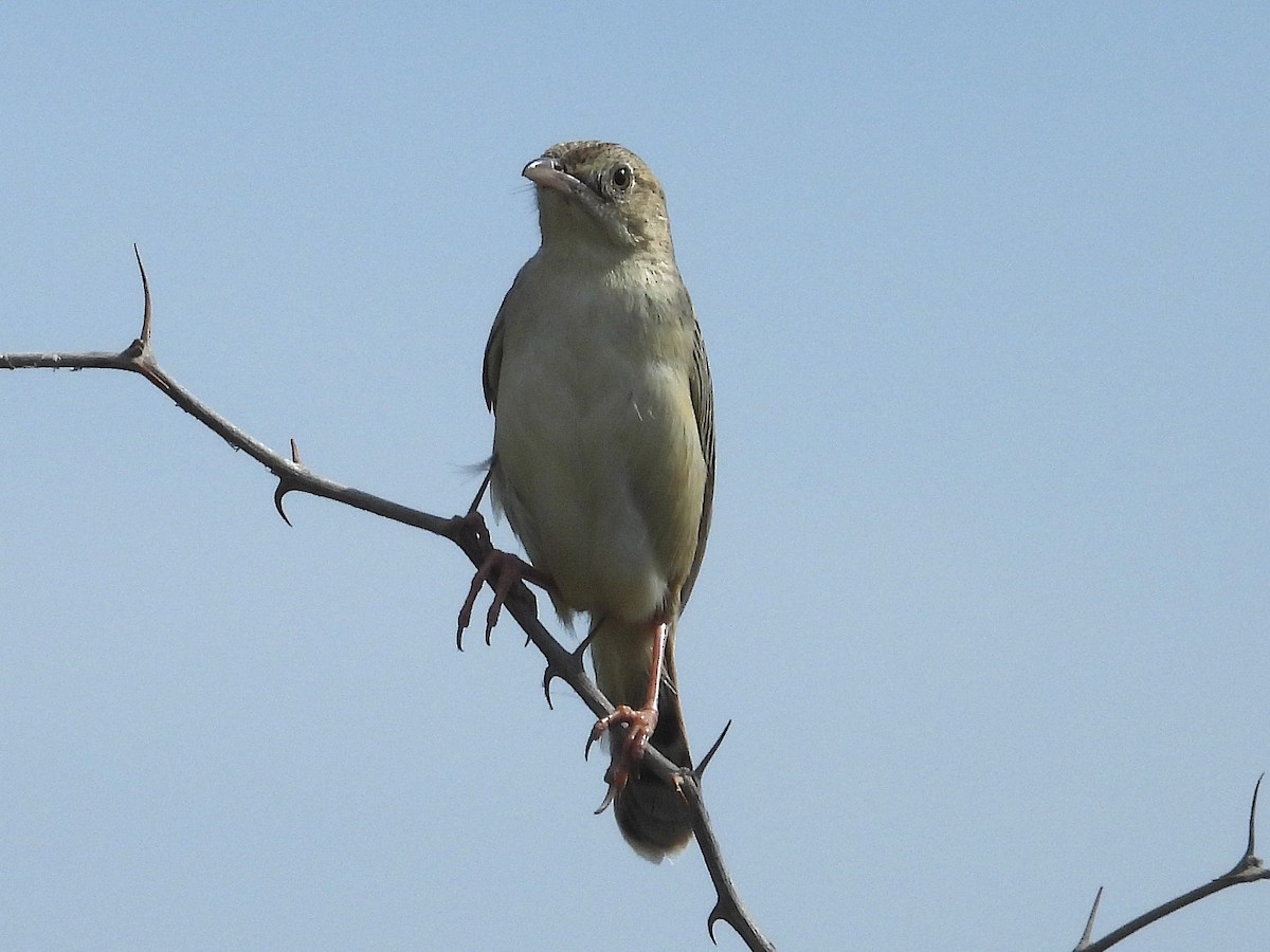 Rattling Cisticola - ML644261975