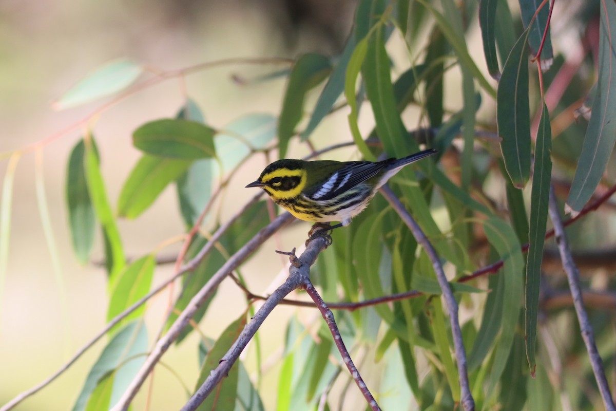 Townsend's Warbler - ML644261981