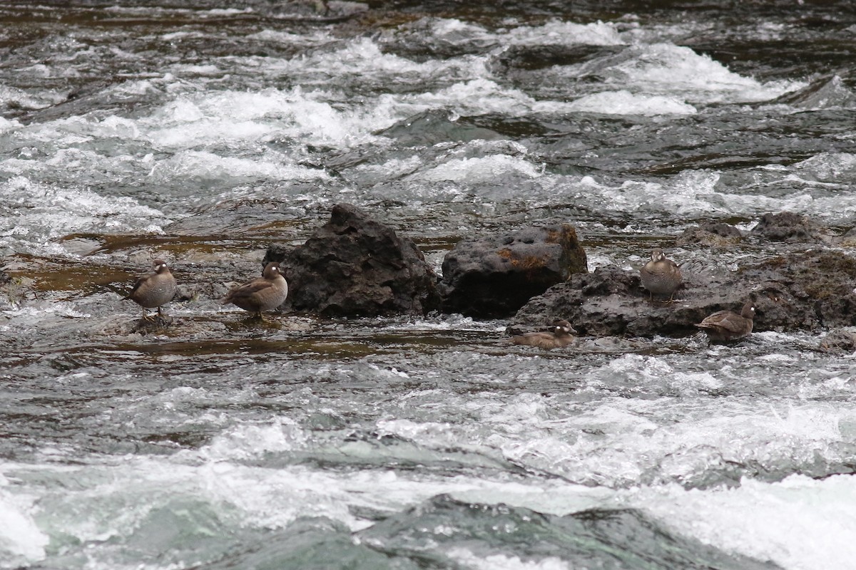 Ahate arlekina - ML644261986