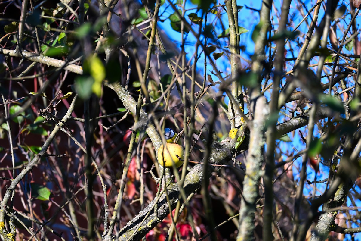 Eurasian Blue Tit - ML644261991