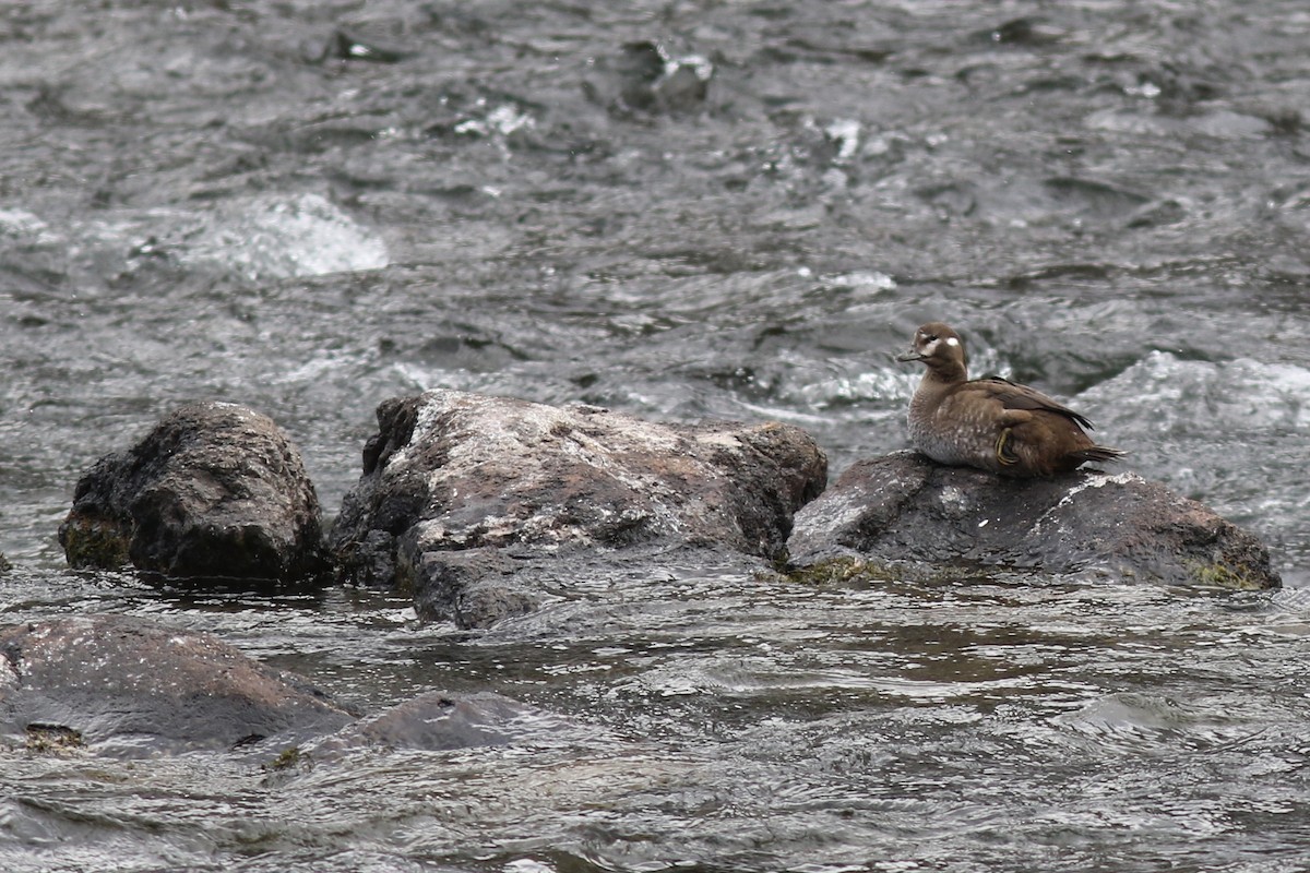 Ahate arlekina - ML644262000