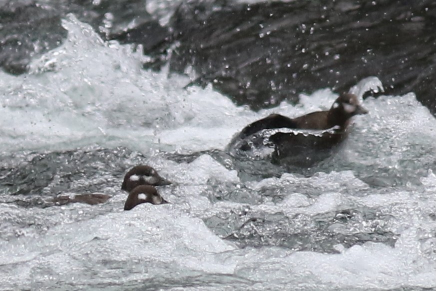 Ahate arlekina - ML644262002