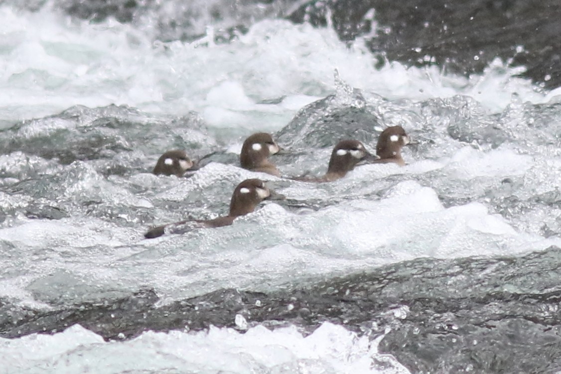 Ahate arlekina - ML644262003