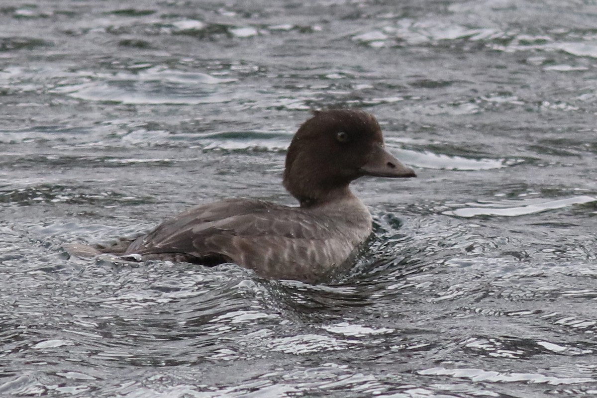Barrow's Goldeneye - ML644262008