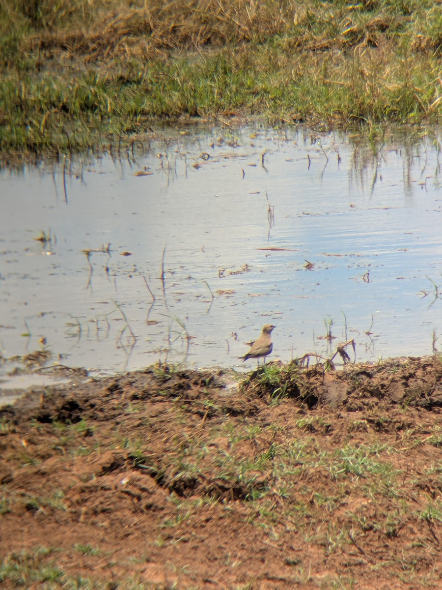 Collared Pratincole - ML644262029