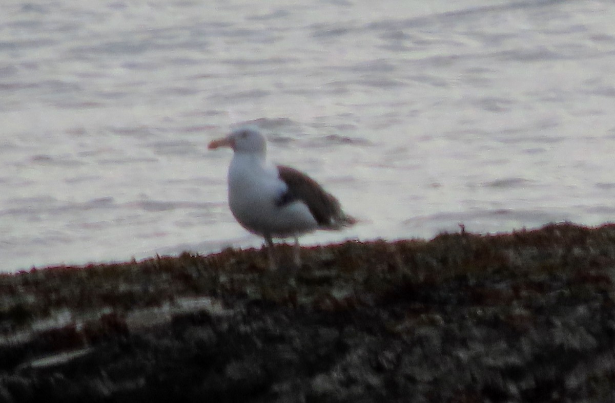 Great Black-backed Gull - ML644262032