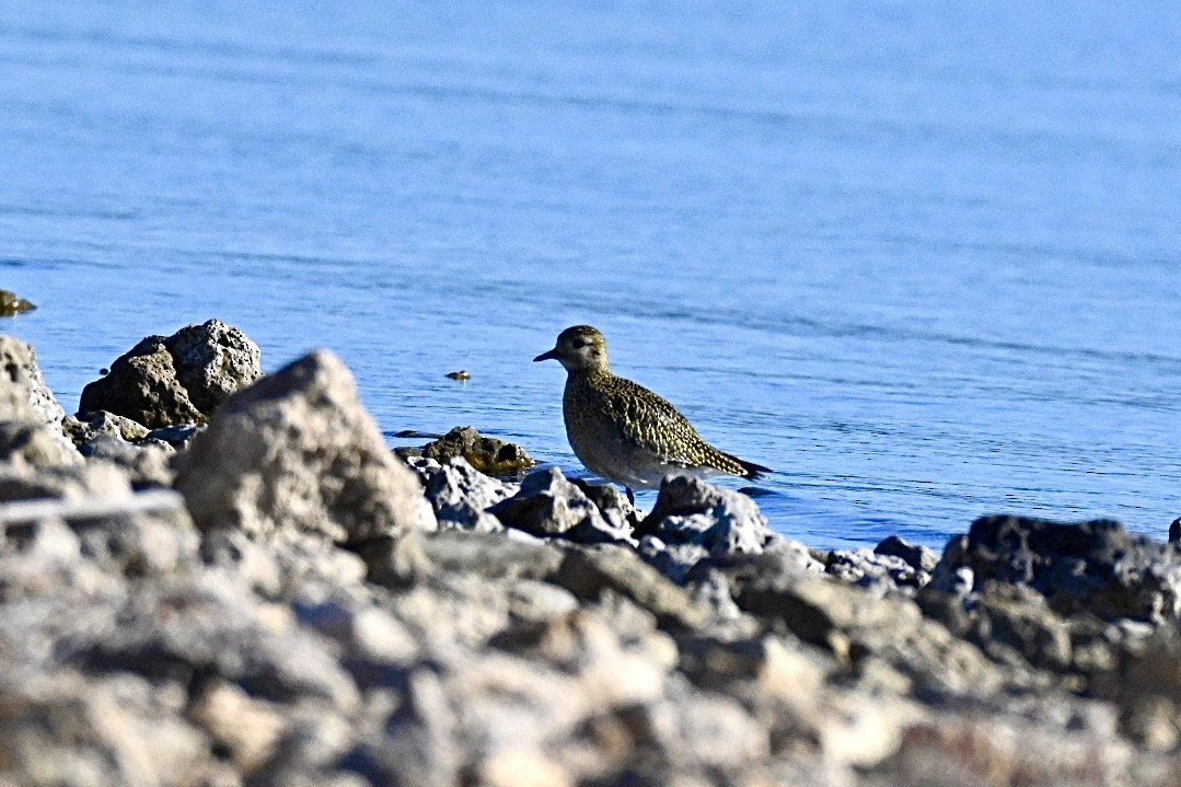 European Golden-Plover - ML644262041