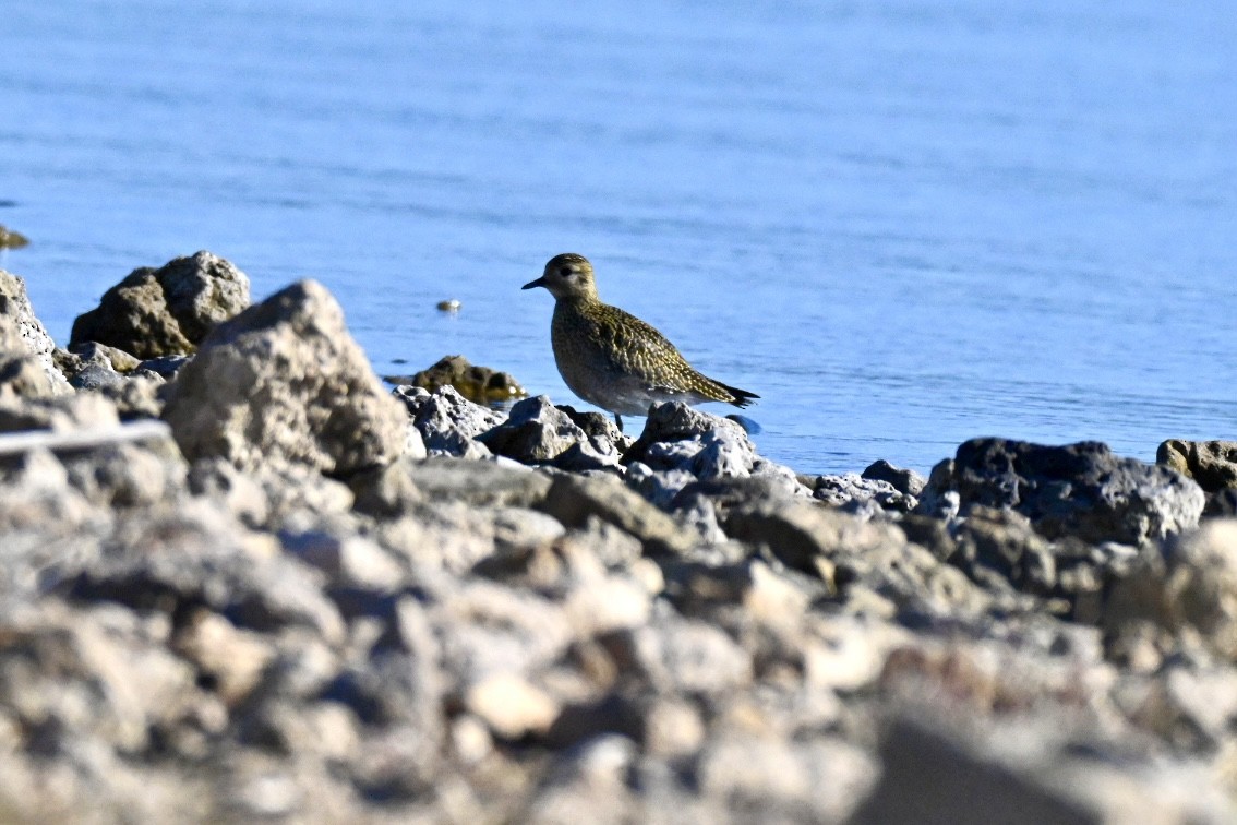 European Golden-Plover - ML644262042