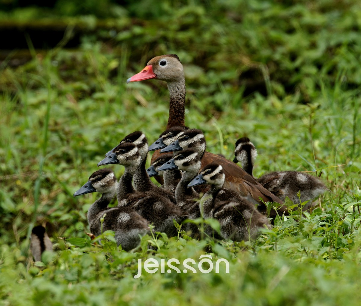 Black-bellied Whistling-Duck - ML644262048