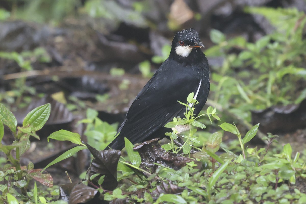 Black Solitaire - ML644262060