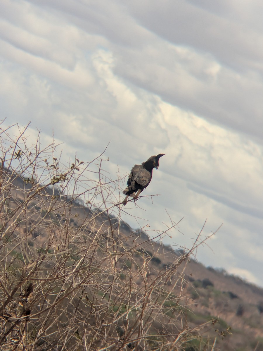 Aigle huppard - ML644262071