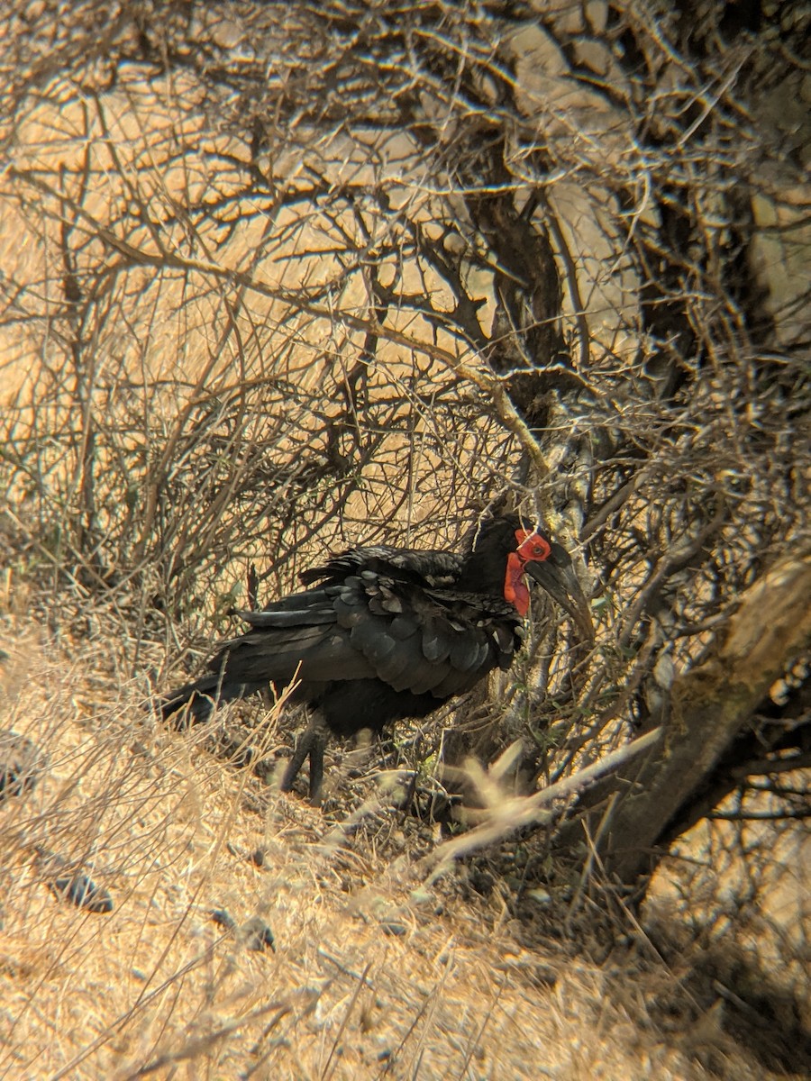 Southern Ground-Hornbill - ML644262077