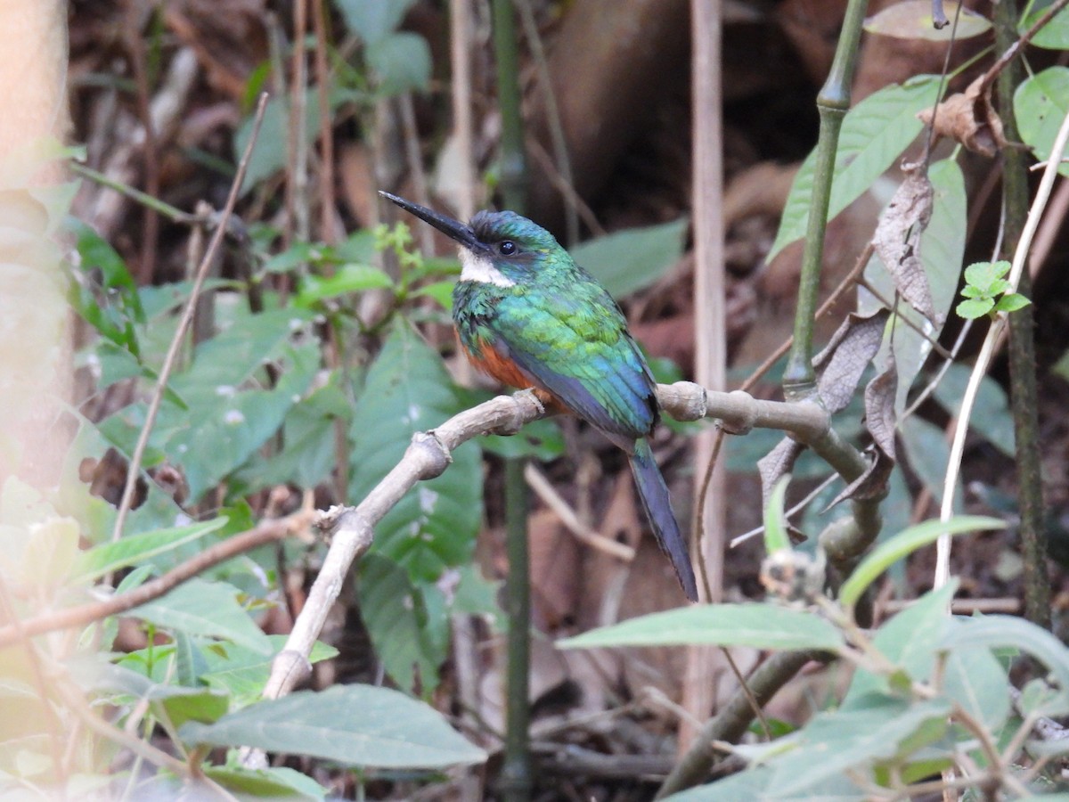 Rufous-tailed Jacamar - ML644262091