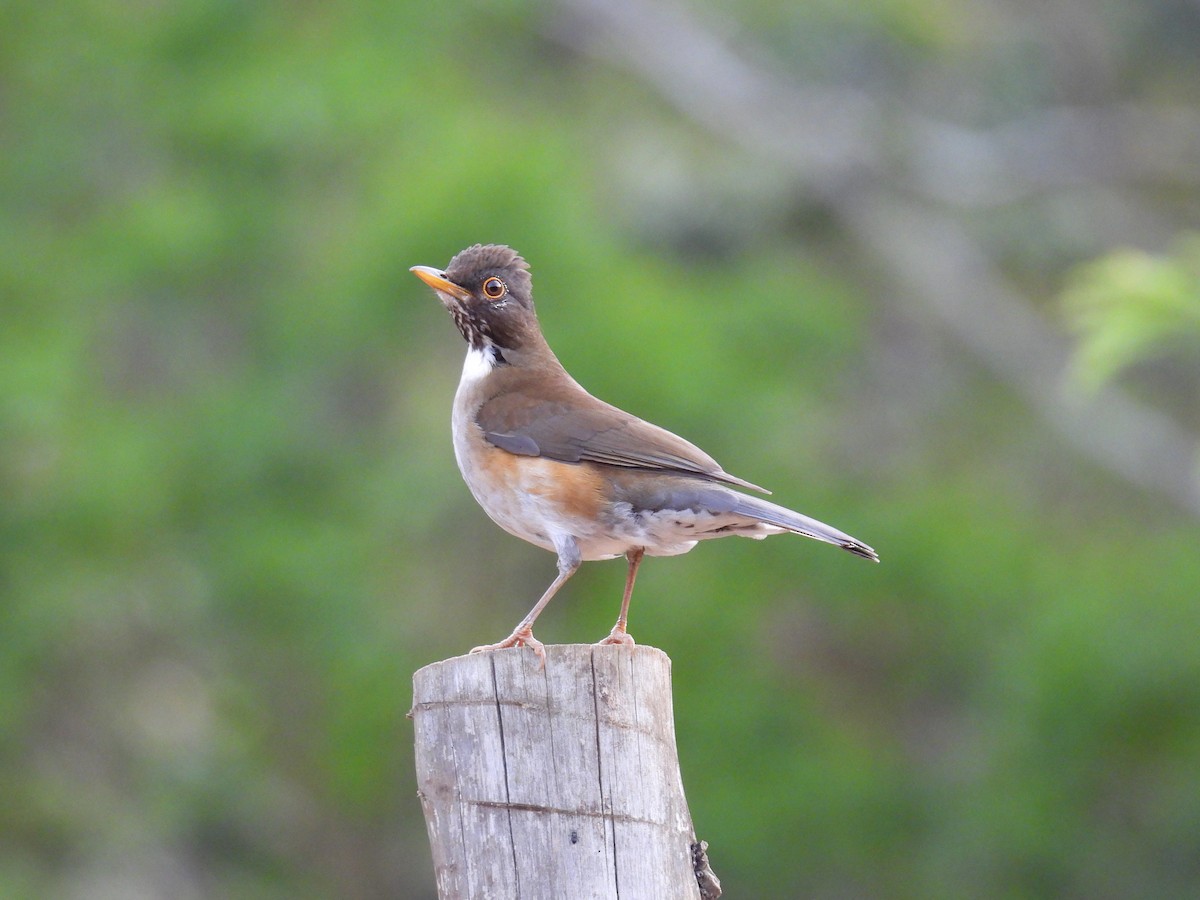 White-necked Thrush - ML644262099