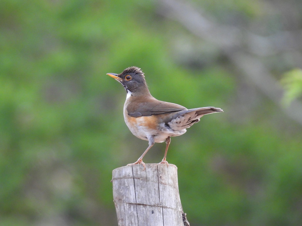 White-necked Thrush - ML644262100
