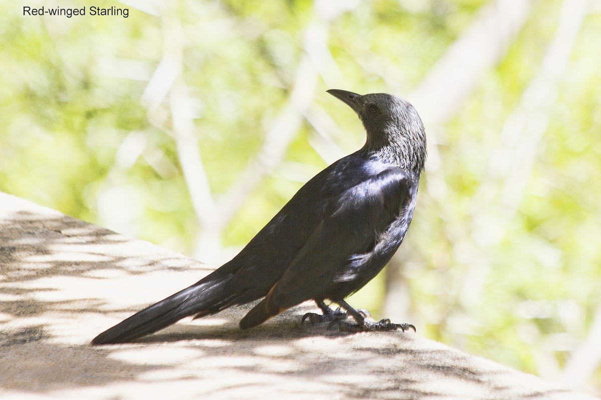 Estornino Alirrojo - ML644262107