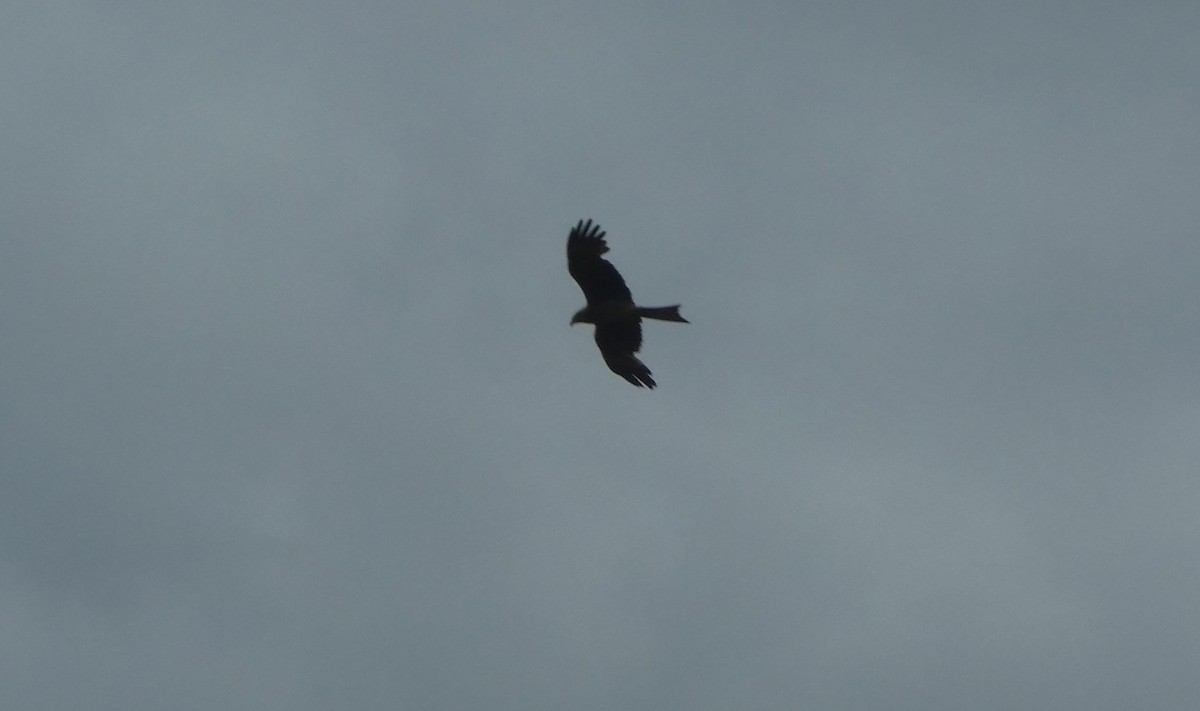 דיה שחורה (מערבית) - ML644262110