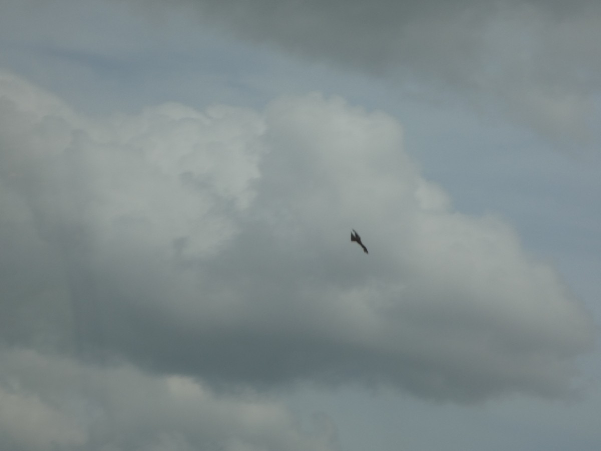 דיה שחורה (מערבית) - ML644262111