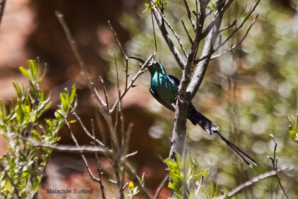 Suimanga Malaquita - ML644262113