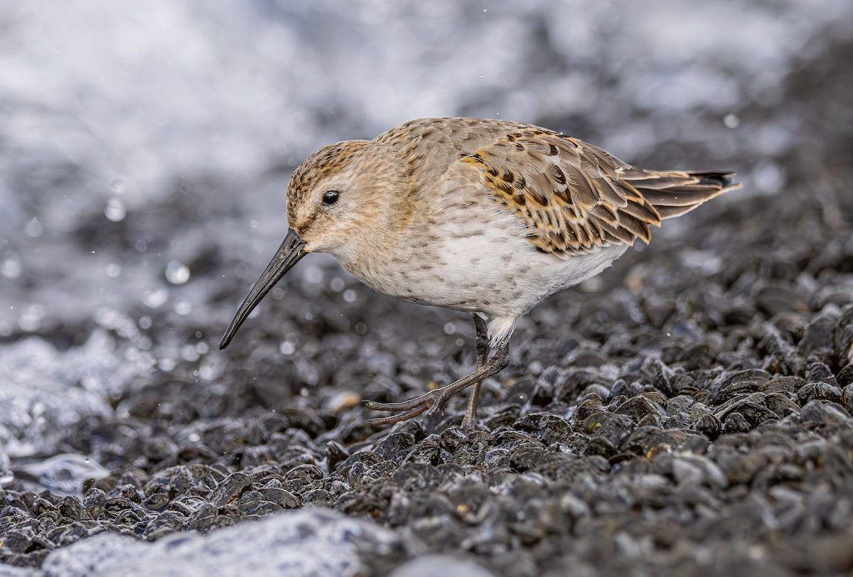 Correlimos Común - ML644262120