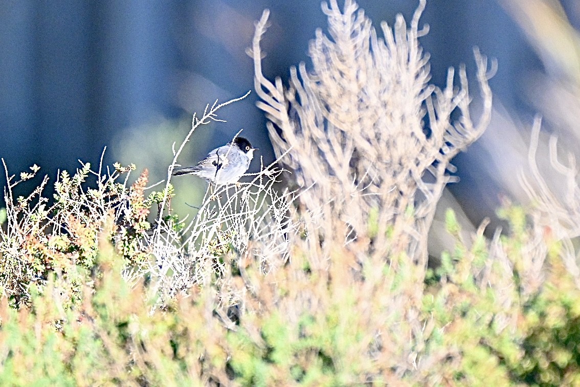 Sardinian Warbler - ML644262121