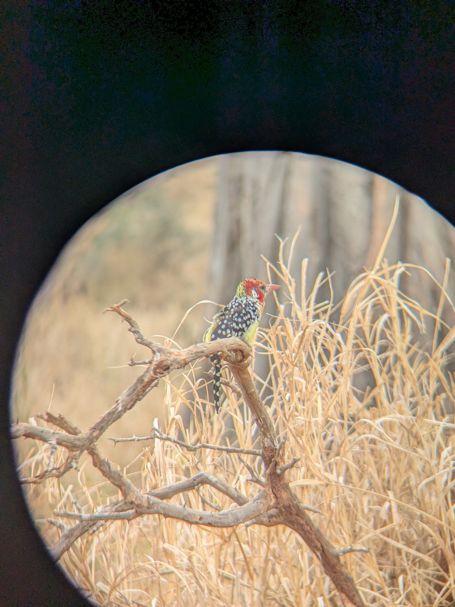 Red-and-yellow Barbet - ML644262122