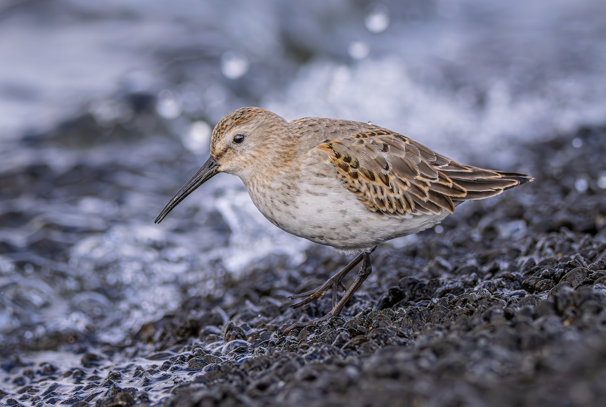 Correlimos Común - ML644262123