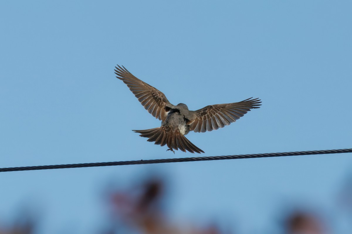 Tirano Dominicano - ML644262124