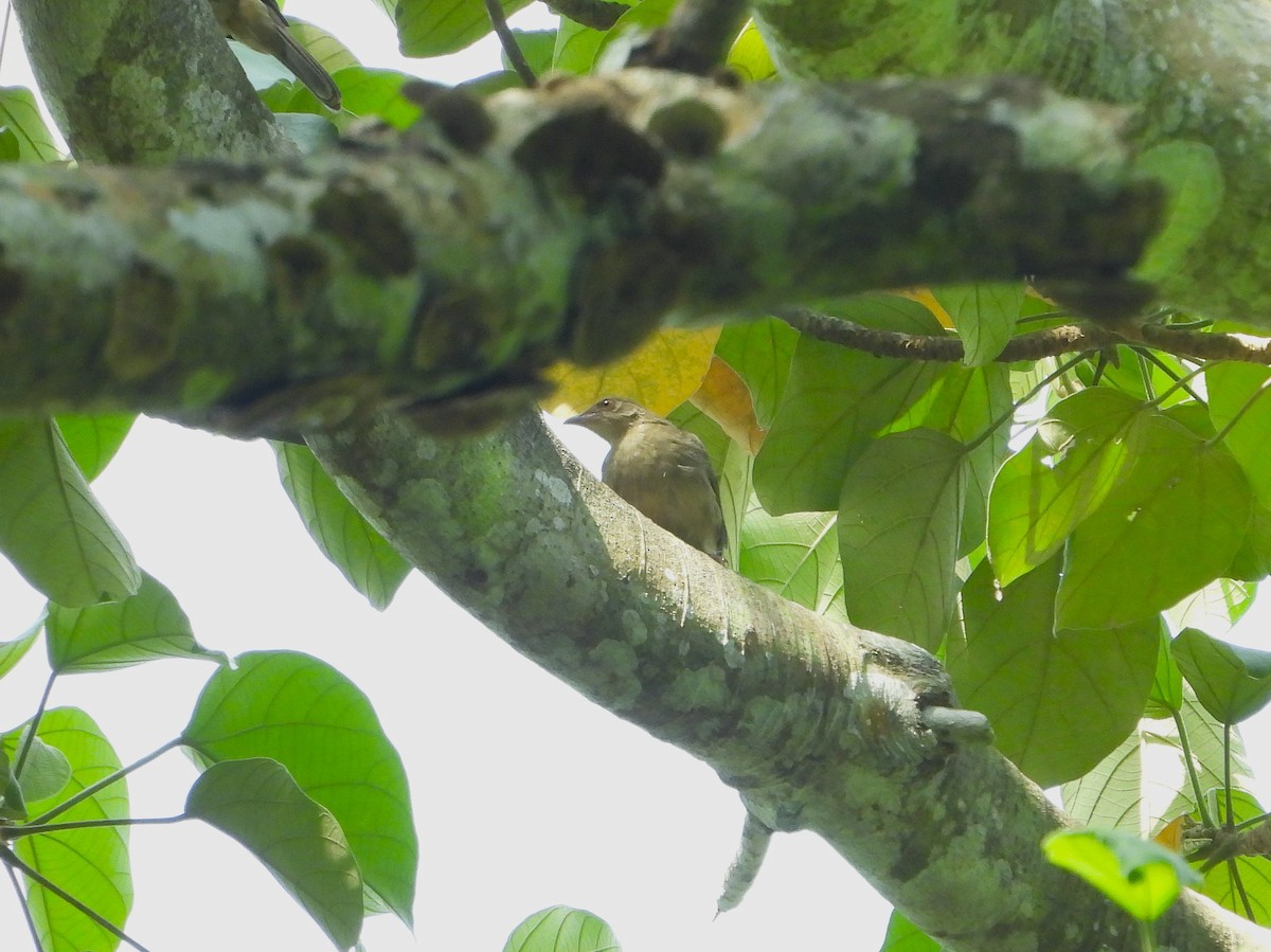 Bulbul Ojirrojo - ML644262125