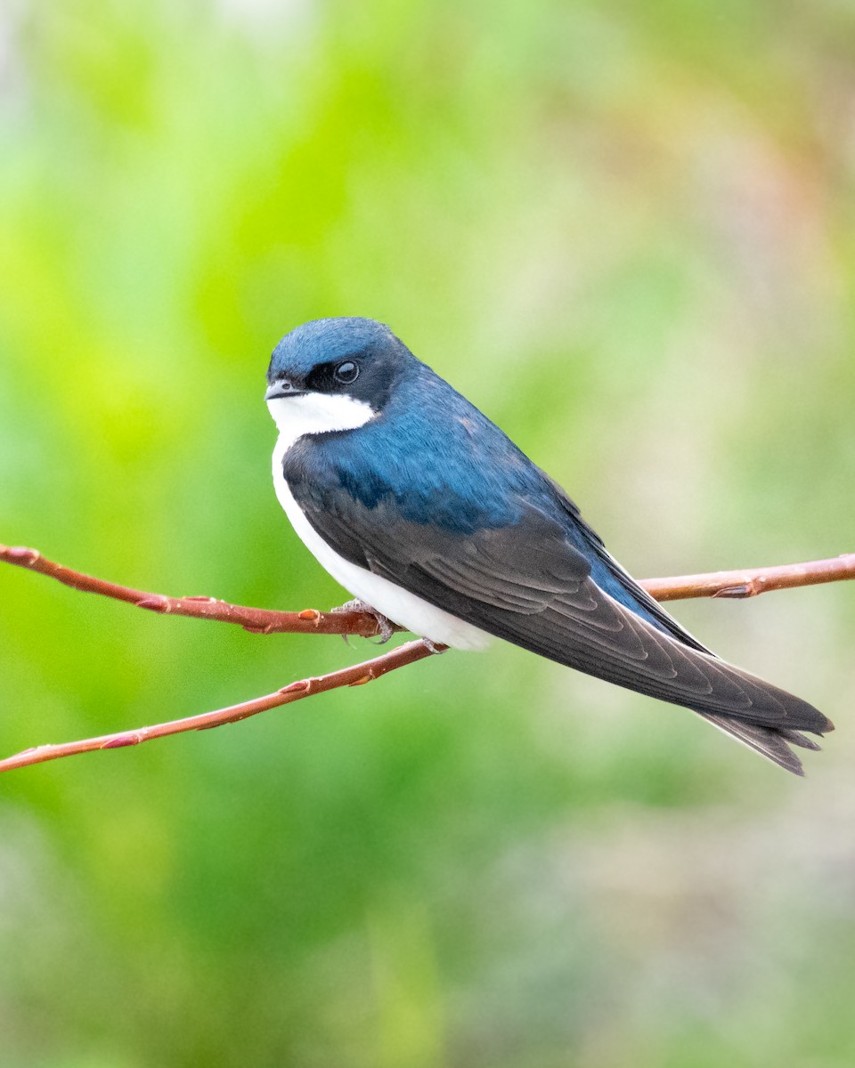 Golondrina Barranquera (patagonica) - ML644262131