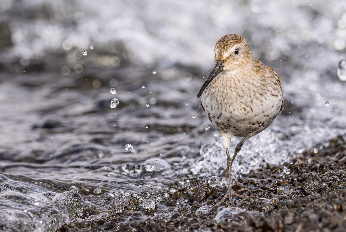 Correlimos Común - ML644262132