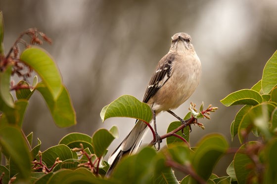 Sinsonte Norteño - ML644262133