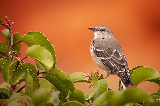 Sinsonte Norteño - ML644262134