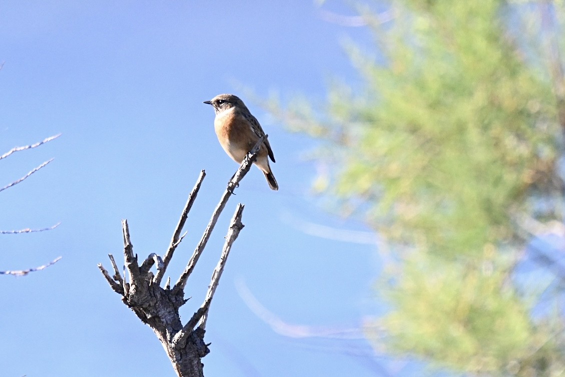 Tarabilla Europea - ML644262135